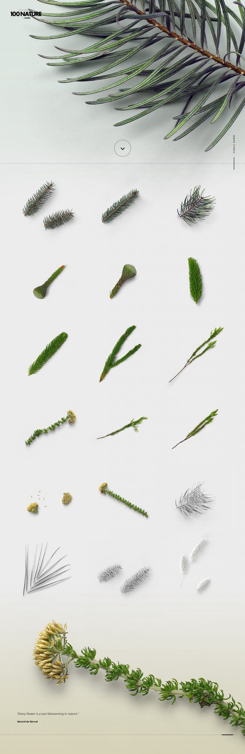 100款绿色花卉自然植物元素tif格式高质量图片素材套装 图片素材 第6张