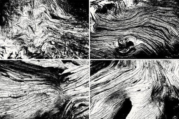 10款木头木根纹理JPG/PNG高清图片 图片素材 第2张