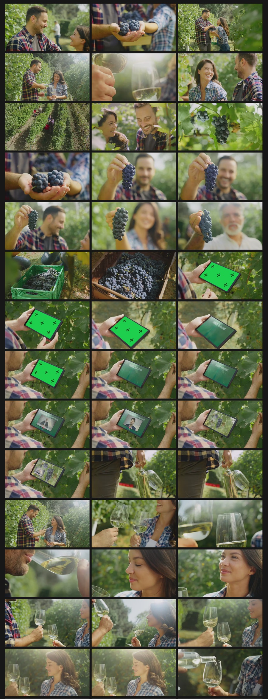 Artlist – 35个葡萄园葡萄采摘叶子农业精美实拍镜头纪录片广告视频剪辑素材 Vineyard Harvest 影视音频 第2张