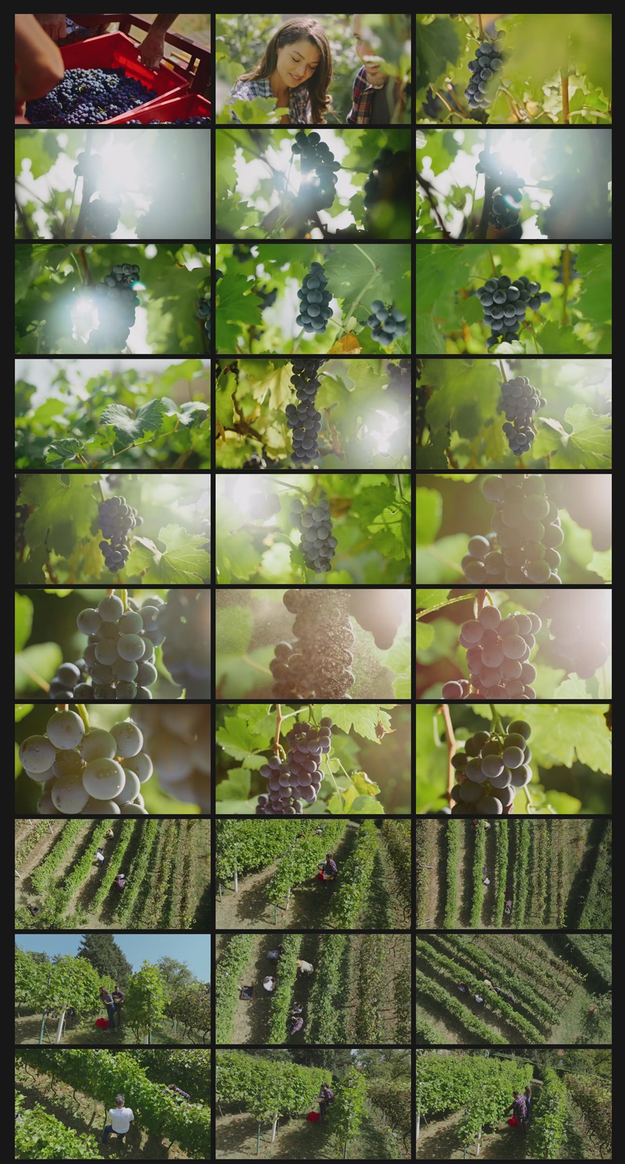 Artlist – 35个葡萄园葡萄采摘叶子农业精美实拍镜头纪录片广告视频剪辑素材 Vineyard Harvest 影视音频 第3张