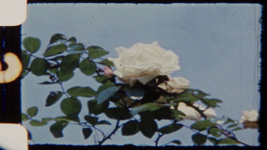 Artlist 22个复古8mm胶片实拍空镜视频素材、秋天的花园、鲜花、玫瑰、树木叶子、胶片损坏 Garden at Fall 8mm 影视音频 第4张