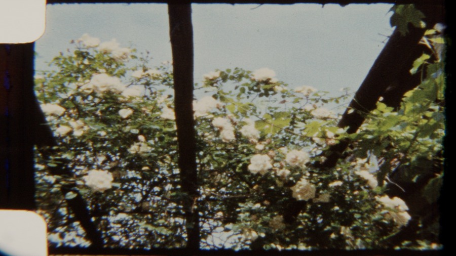 Artlist 22个复古8mm胶片实拍空镜视频素材、秋天的花园、鲜花、玫瑰、树木叶子、胶片损坏 Garden at Fall 8mm 影视音频 第3张