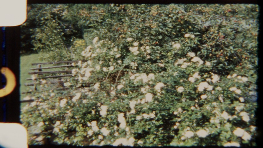 Artlist 22个复古8mm胶片实拍空镜视频素材、秋天的花园、鲜花、玫瑰、树木叶子、胶片损坏 Garden at Fall 8mm 影视音频 第5张