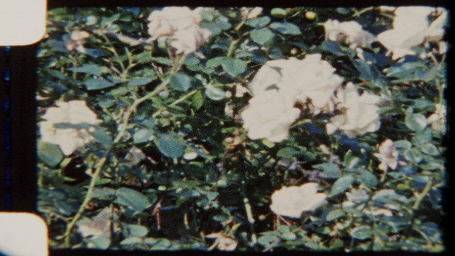 Artlist 22个复古8mm胶片实拍空镜视频素材、秋天的花园、鲜花、玫瑰、树木叶子、胶片损坏 Garden at Fall 8mm 影视音频 第6张