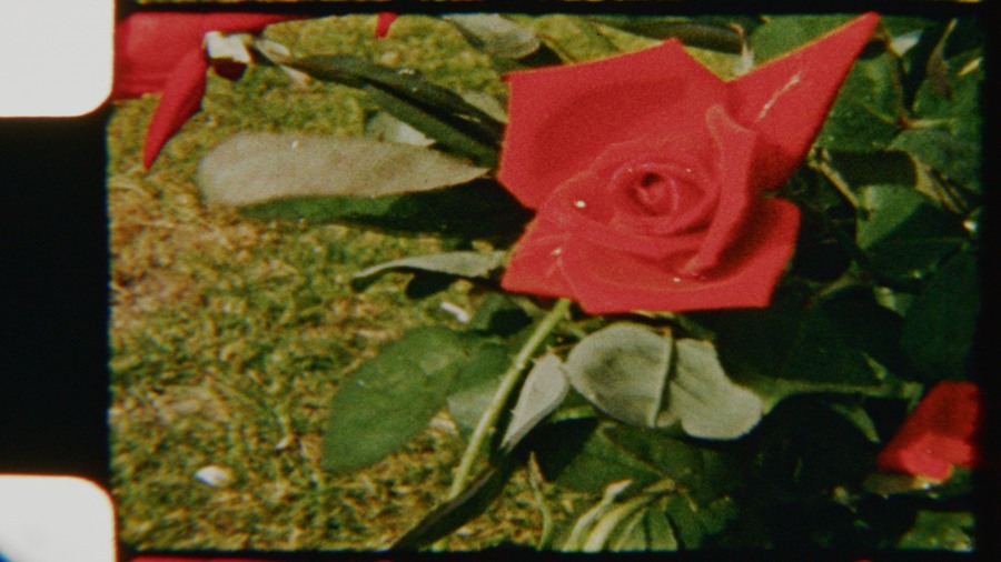 Artlist 6个复古8mm胶片实拍空镜视频素材、鲜花、复古时尚、时尚博主空镜素材、迷人红玫瑰、胶片损坏 Red Roses Vintage 影视音频 第2张