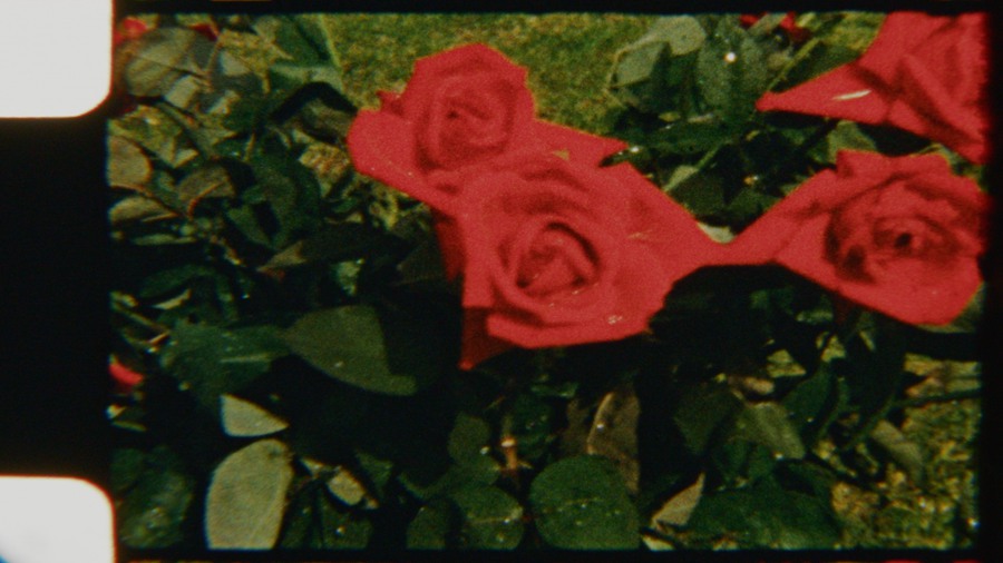 Artlist 6个复古8mm胶片实拍空镜视频素材、鲜花、复古时尚、时尚博主空镜素材、迷人红玫瑰、胶片损坏 Red Roses Vintage 影视音频 第3张
