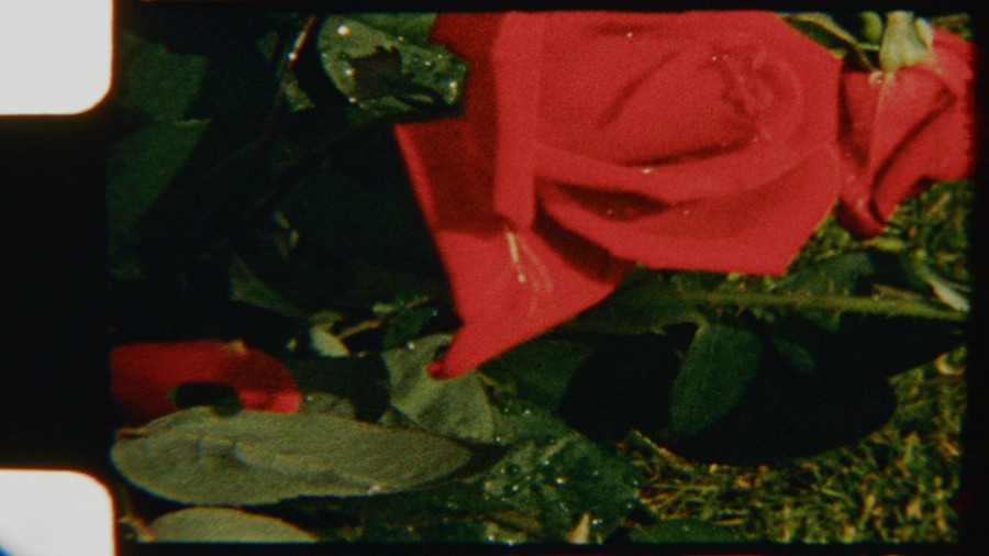 Artlist 6个复古8mm胶片实拍空镜视频素材、鲜花、复古时尚、时尚博主空镜素材、迷人红玫瑰、胶片损坏 Red Roses Vintage 影视音频 第4张