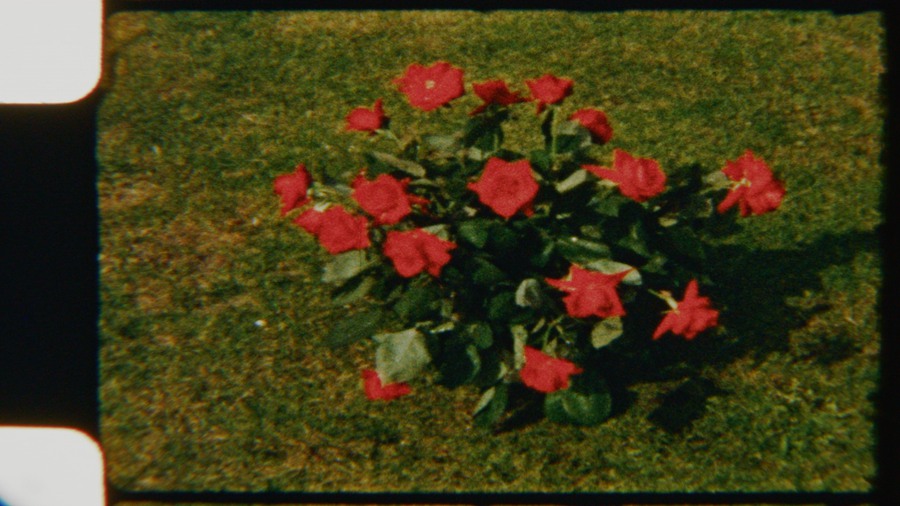 Artlist 6个复古8mm胶片实拍空镜视频素材、鲜花、复古时尚、时尚博主空镜素材、迷人红玫瑰、胶片损坏 Red Roses Vintage 影视音频 第5张
