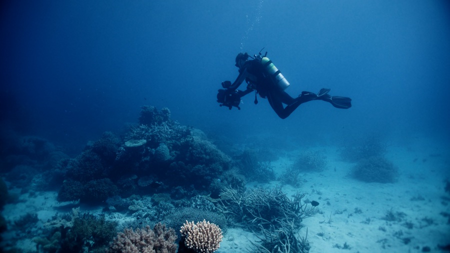 Artlist 29个高质量潜水员海洋深潜镜头 澳大利亚海洋生物 海龟 珊瑚 礁石 小丑鱼 纪录片广告混剪素材 RED KOMODO实拍电影镜头 , 第1张