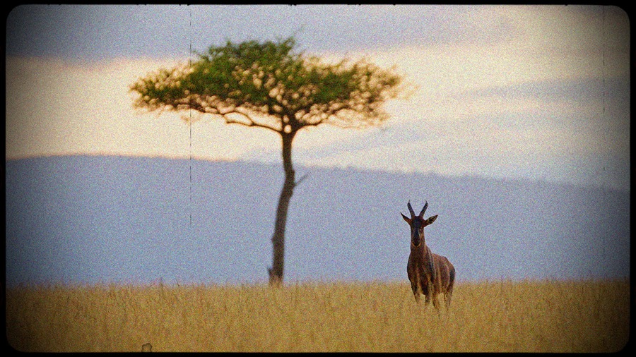 39个日出时拍摄的非洲原始、野生动物、自然荒野、Nikon Z9 实拍纪录片视频 + BGM音乐 African Wildlife at Sunrise , 第1张