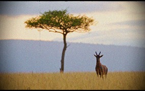 39个日出时拍摄的非洲原始、野生动物、自然荒野、Nikon Z9 实拍纪录片视频 + BGM音乐 African Wildlife at Sunrise