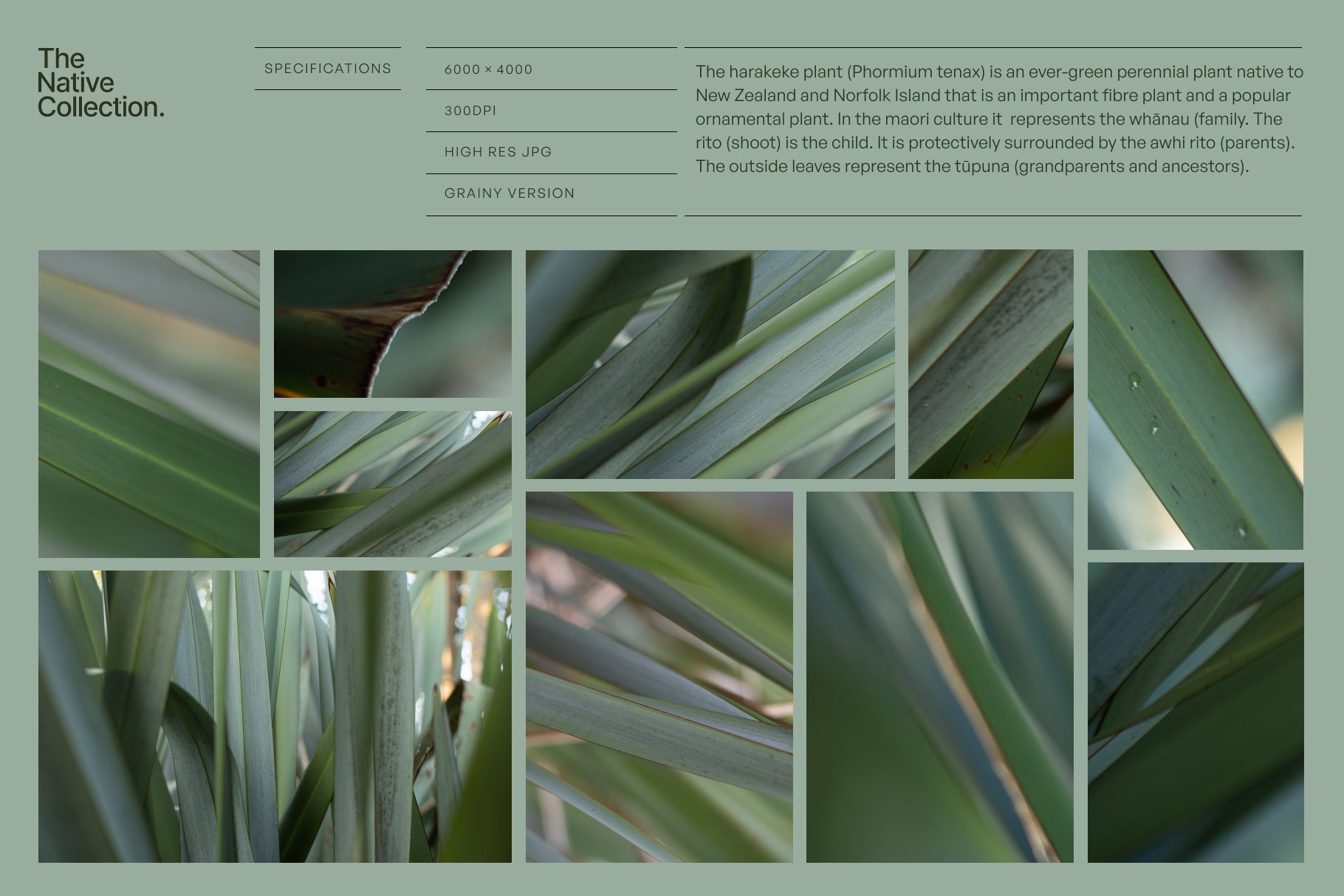 一组精美新西兰本土植物自然植物设计纹理-绿色版v03 Natural textures – Green edition v03 , 第2张
