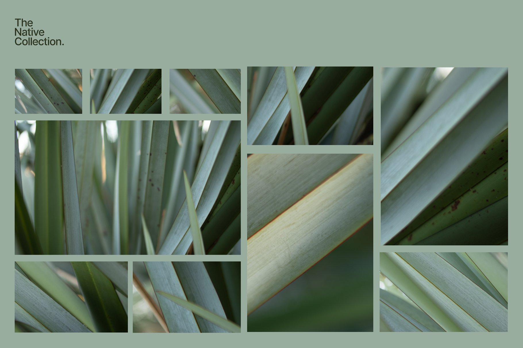 一组精美新西兰本土植物自然植物设计纹理-绿色版v03 Natural textures – Green edition v03 , 第3张