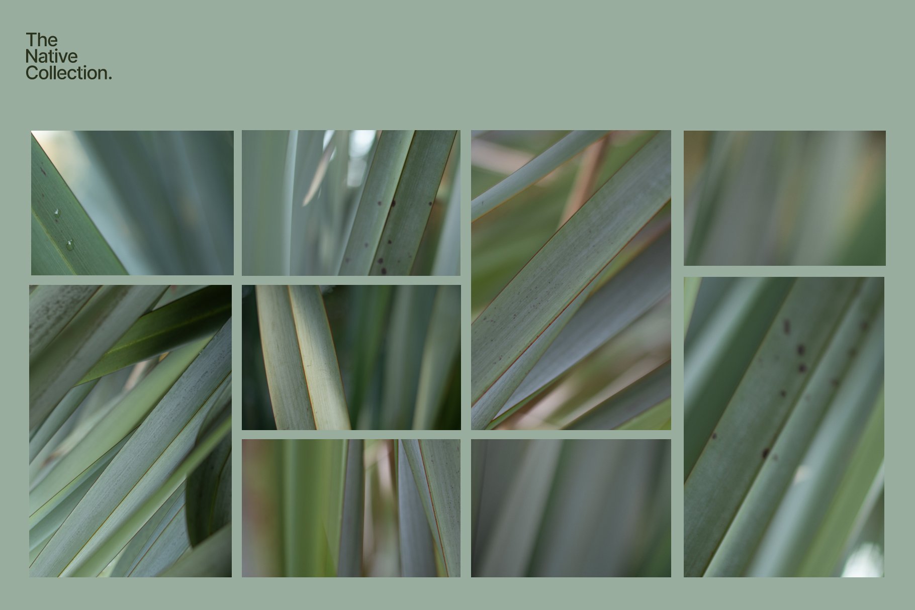 一组精美新西兰本土植物自然植物设计纹理-绿色版v03 Natural textures – Green edition v03 , 第4张