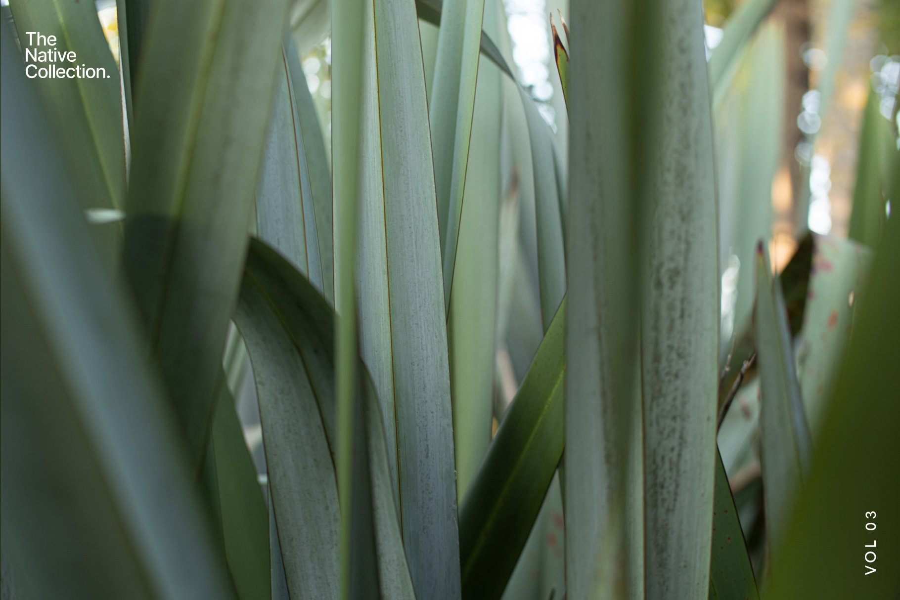 一组精美新西兰本土植物自然植物设计纹理-绿色版v03 Natural textures – Green edition v03 , 第5张