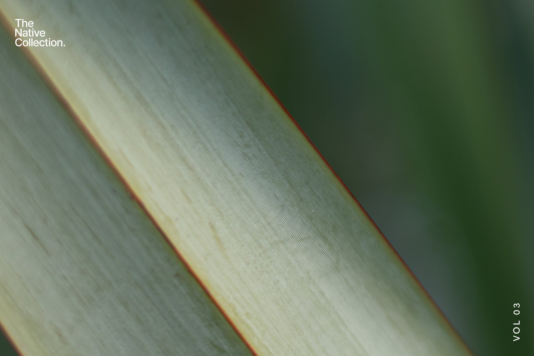 一组精美新西兰本土植物自然植物设计纹理-绿色版v03 Natural textures – Green edition v03 , 第7张
