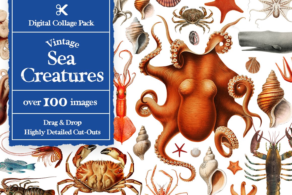 1100个复古拼贴艺术动植物海洋生物杂志拼贴剪纸插图创作者PNG元素包 Collage Supply Co 图片素材 第5张
