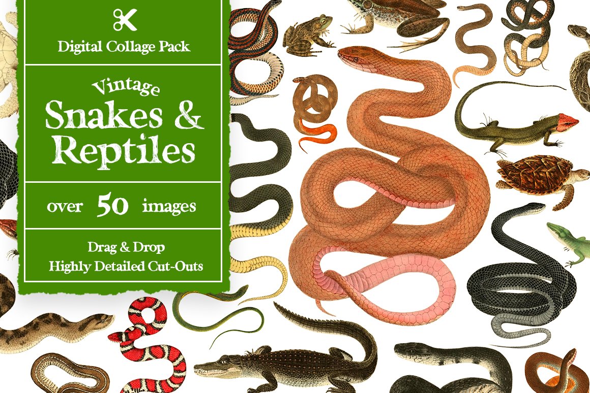 1100个复古拼贴艺术动植物海洋生物杂志拼贴剪纸插图创作者PNG元素包 Collage Supply Co 图片素材 第6张