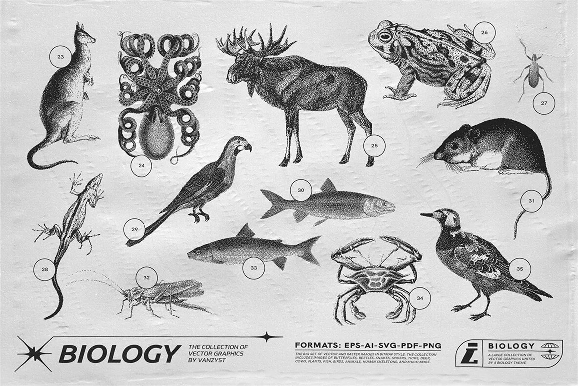 125款复古生物学昆虫动物鸟类鱼类人体骨骼植物自然界像素位图AI矢量插画PNG免扣设计套装 125 Vector Bitmap Assets. Biology , 第8张