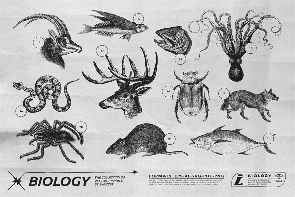 125款复古生物学昆虫动物鸟类鱼类人体骨骼植物自然界像素位图AI矢量插画PNG免扣设计套装 125 Vector Bitmap Assets. Biology , 第14张