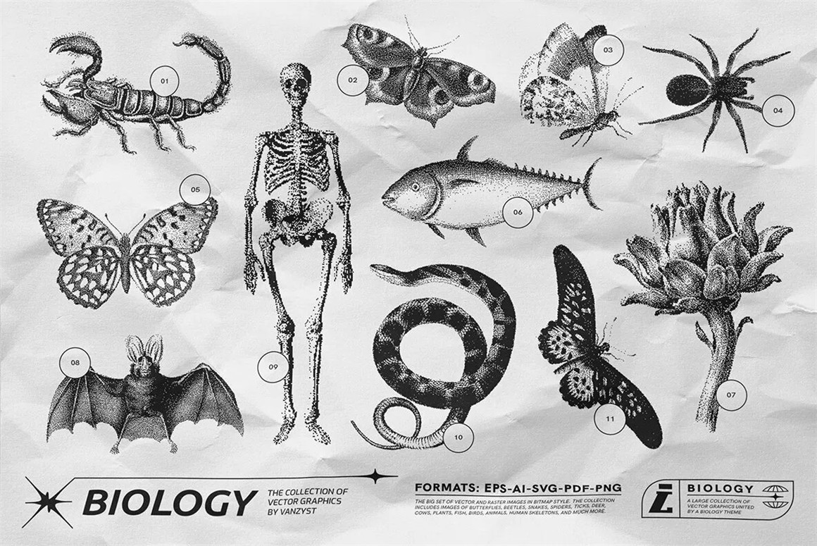 125款复古生物学昆虫动物鸟类鱼类人体骨骼植物自然界像素位图AI矢量插画PNG免扣设计套装 125 Vector Bitmap Assets. Biology , 第15张