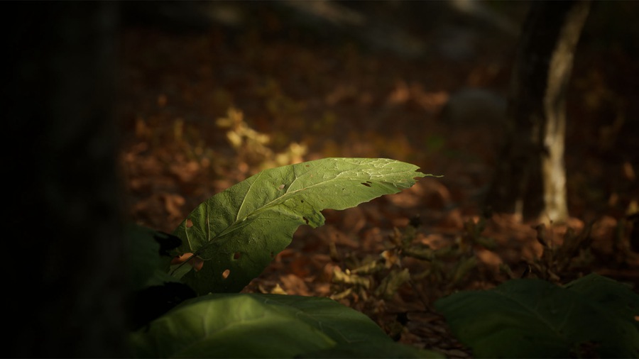 UE素材 虚拟引擎森林树木山地岩石3D模型 Unreal Engine – Leaf Tree Forest Biome , 第7张