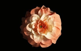 视频素材：3D纯色黑背景优雅美丽盛开花朵动画高清素材 Animated Blooming Flowers