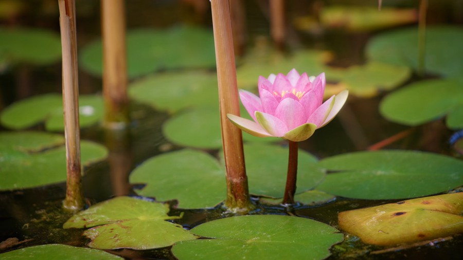 Artlist 37个热带植物花朵/睡莲莲花/美人蕉/玫瑰/水生草本植物/特写实拍镜头视频素材 Flower Species 影视音频 第2张