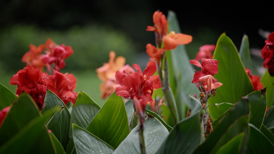 Artlist 37个热带植物花朵/睡莲莲花/美人蕉/玫瑰/水生草本植物/特写实拍镜头视频素材 Flower Species 影视音频 第3张