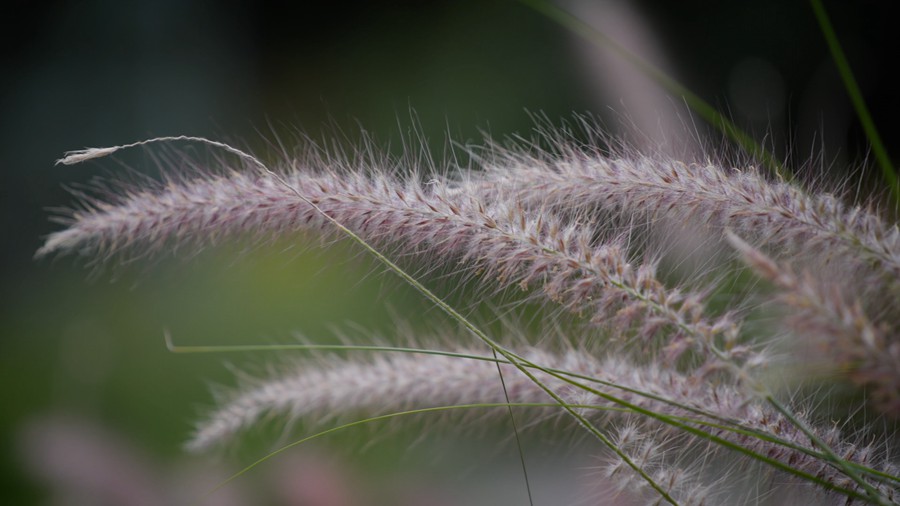 Artlist 37个热带植物花朵/睡莲莲花/美人蕉/玫瑰/水生草本植物/特写实拍镜头视频素材 Flower Species 影视音频 第4张