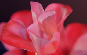 Artlist 46个4K花朵盛开动画视频素材Animated Blooming - Flower,Unfolding,Animated