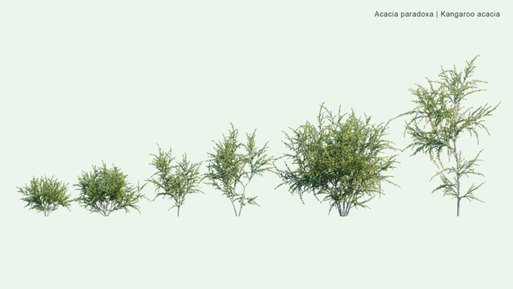 北美洲云杉松树红杉树木3D模型素材 Bundle 52 – North American Trees – 3D Model , 第7张