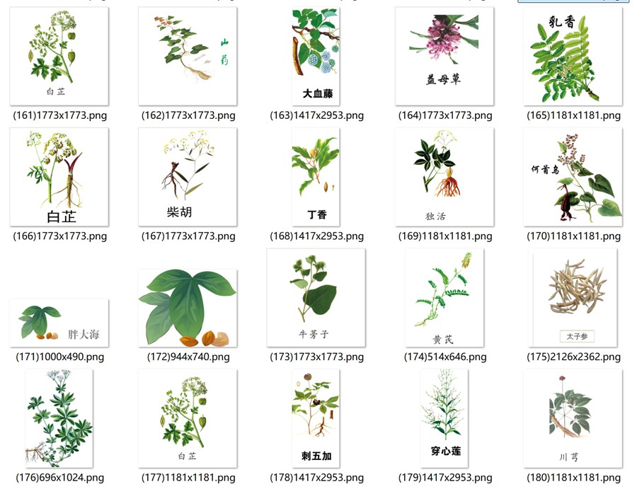 手绘中医草药草本植物插图背景PNG免抠图片 养生材图案PS素材 , 第3张