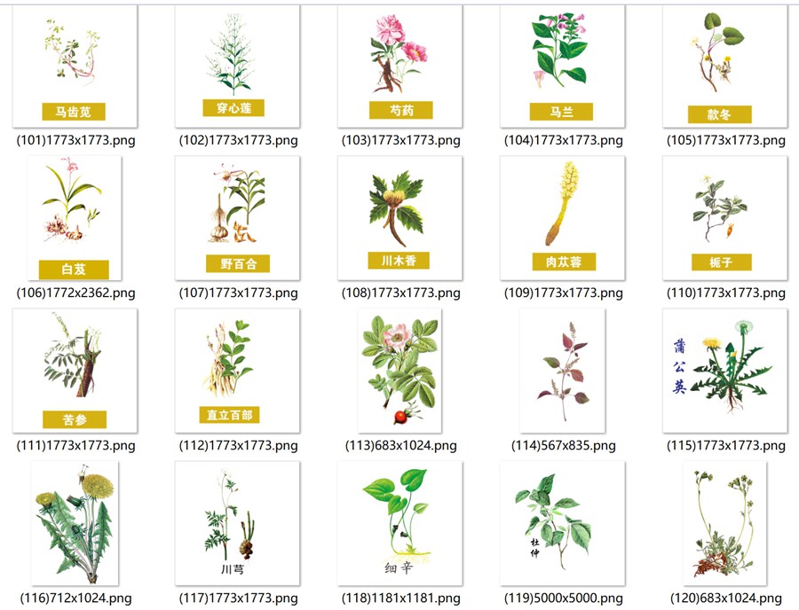 手绘中医草药草本植物插图背景PNG免抠图片 养生材图案PS素材 , 第5张