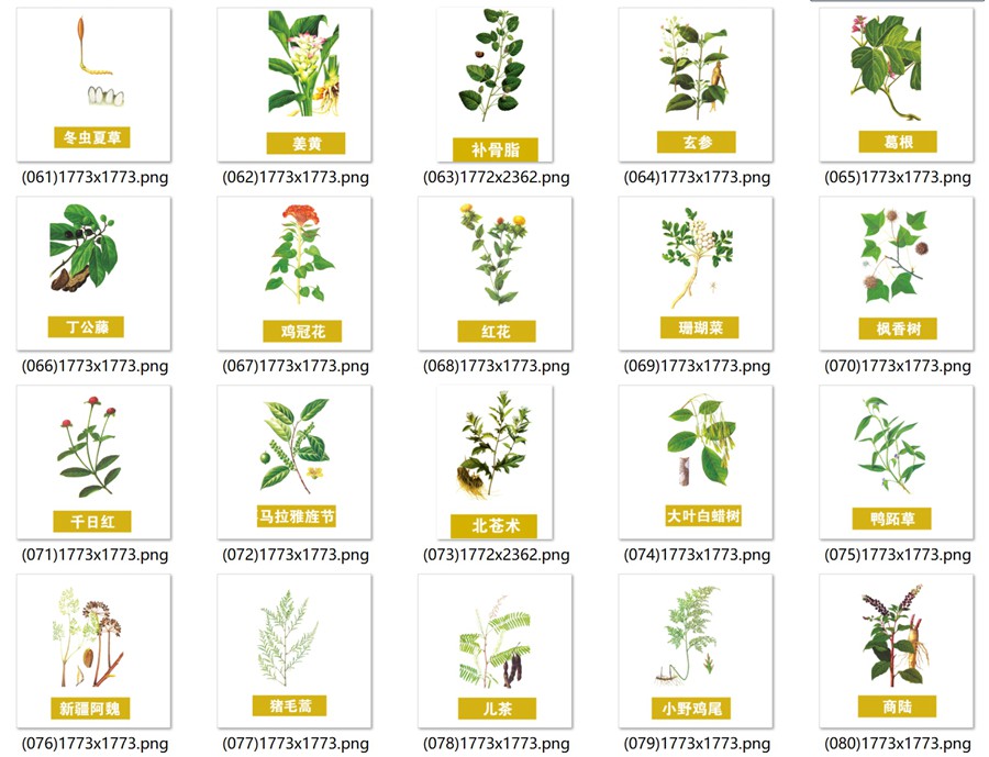 手绘中医草药草本植物插图背景PNG免抠图片 养生材图案PS素材 , 第7张