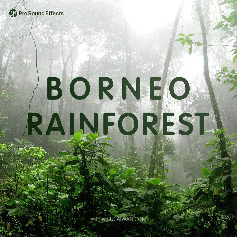 121个热带雨林自然环境氛围剪辑WAV音效 Pro Sound Effects - Borneo Rainforest , 第1张