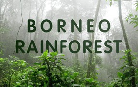 121个热带雨林自然环境氛围剪辑WAV音效 Pro Sound Effects - Borneo Rainforest